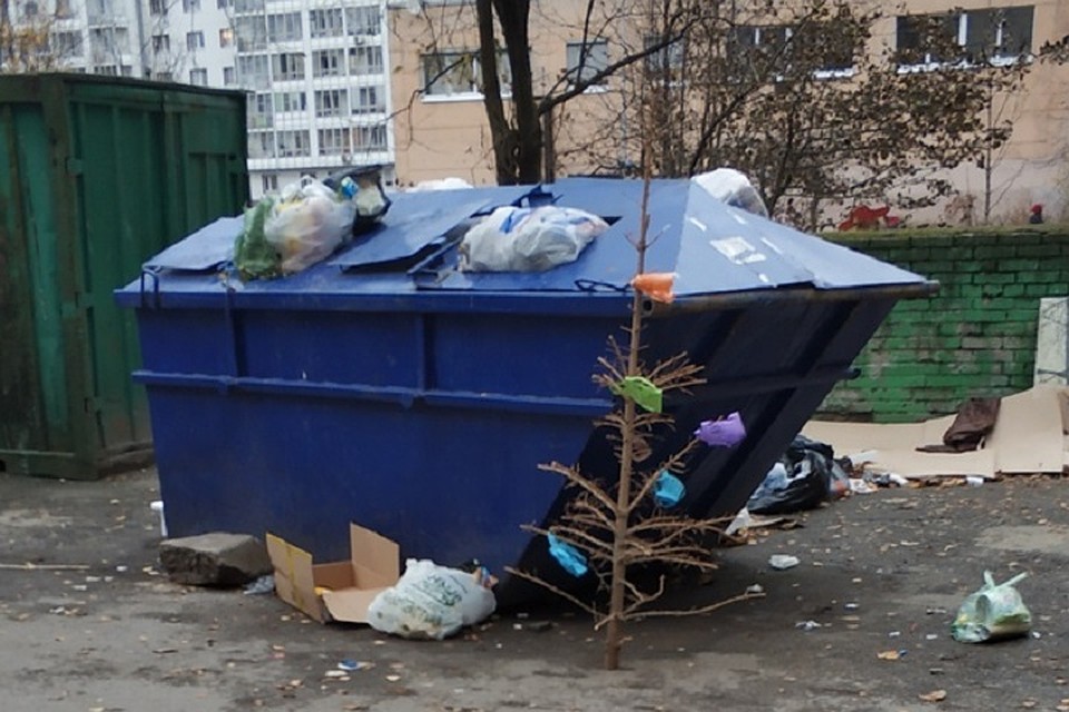 Петербуржец выбросил новогоднюю елку спустя 10 месяцев после праздника