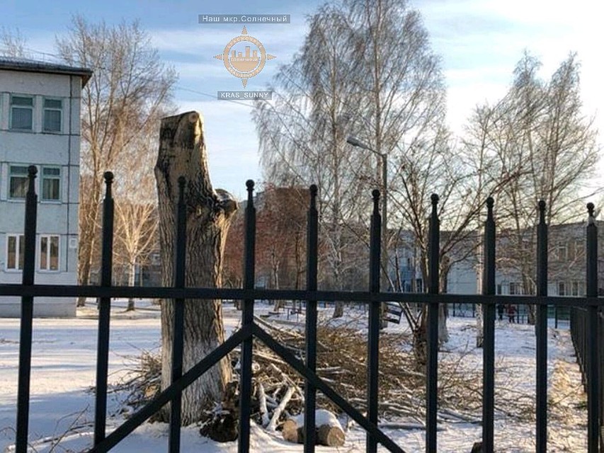 Красноярцы возмутились обрезке деревьев у школы. Фото: Наш микрорайон Солнечный.
