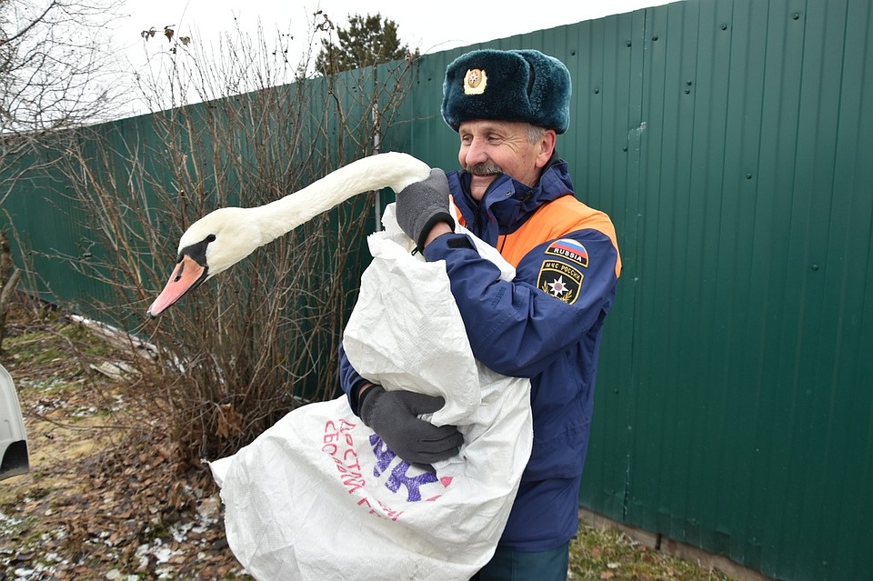 В пригороде Тюмени сотрудники МЧС и местные жители спасли лебедя, которому требовалась медицинская помощь. Фото Александра Зубарева