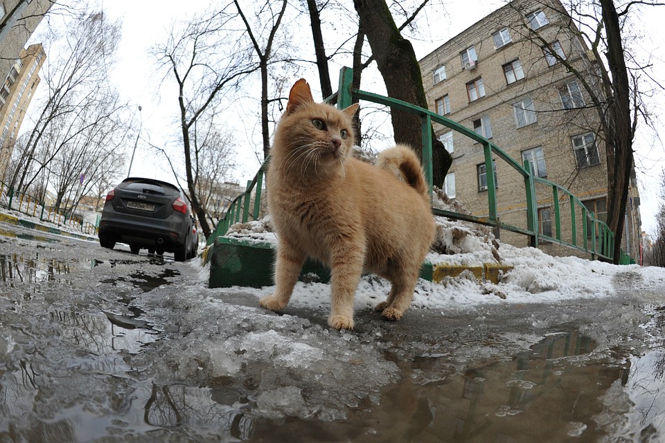 На улицах сплошь лужи и лед