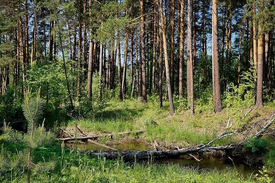 На Урале начальника лесной охраны оштрафовали на два миллиона за взятку