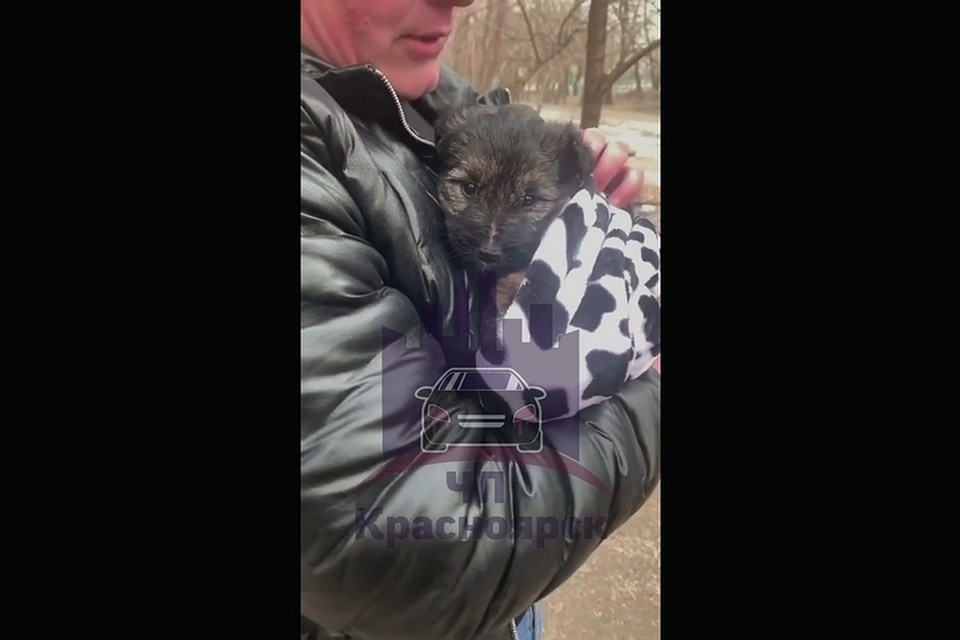 Вскрывший запертую машину мужчина забрал щенка себе. Стоп-кадр видео "ЧП Красноярск"
