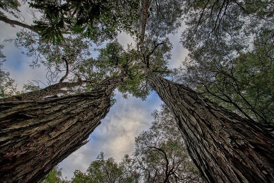Фото: pixabay.com