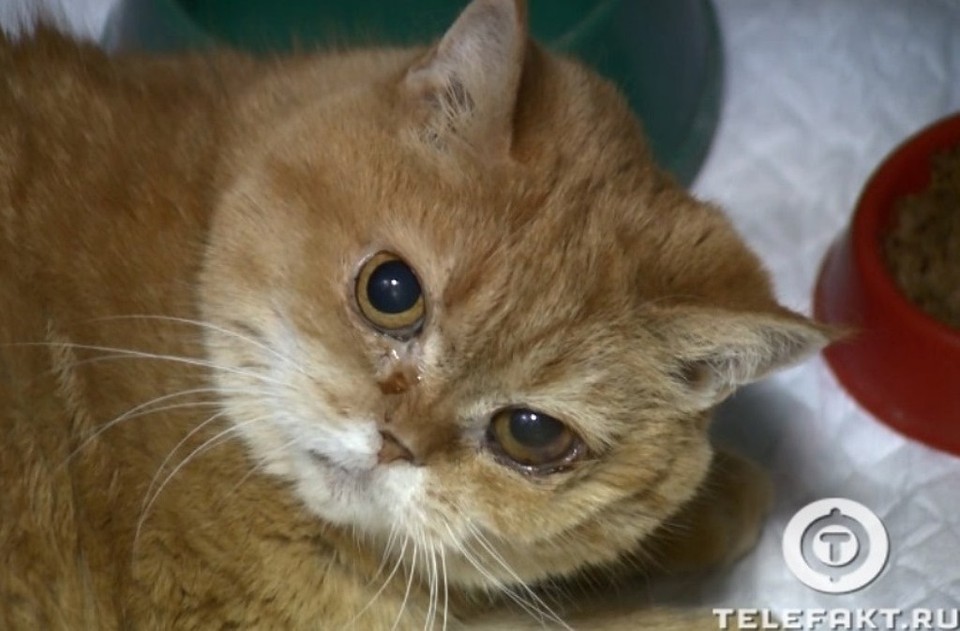 Кошка понемногу приходит в себя. Фото: telefakt.ru