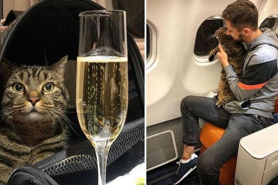 Вот так два лишних килограмма могут изменить жизнь кота. Фото : из личного архива героев публикации