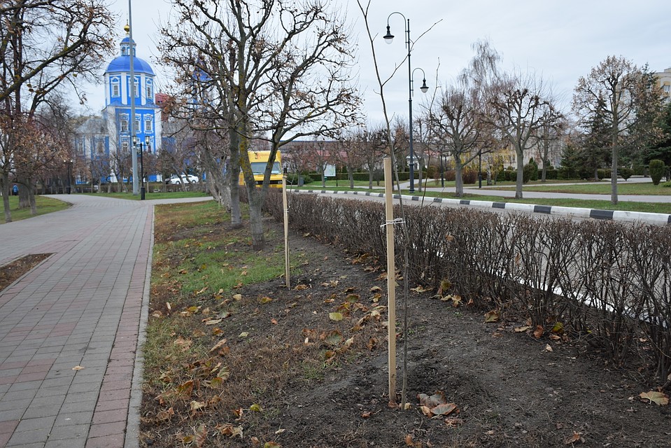 Молодые деревца появились в скверах и парках