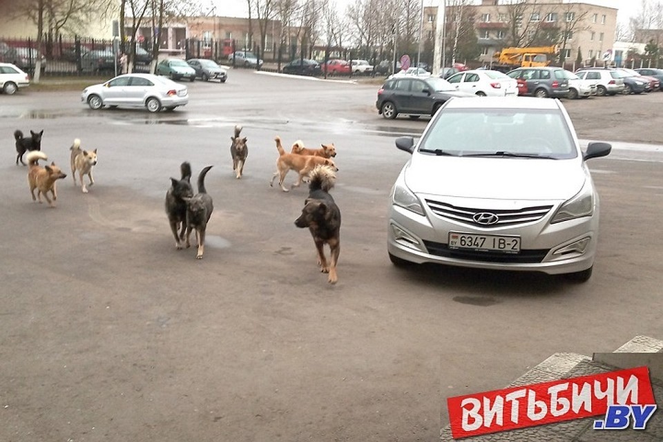 Бродячие собаки в Витебске ведут себя агрессивно. Фото: vitbichi.by.