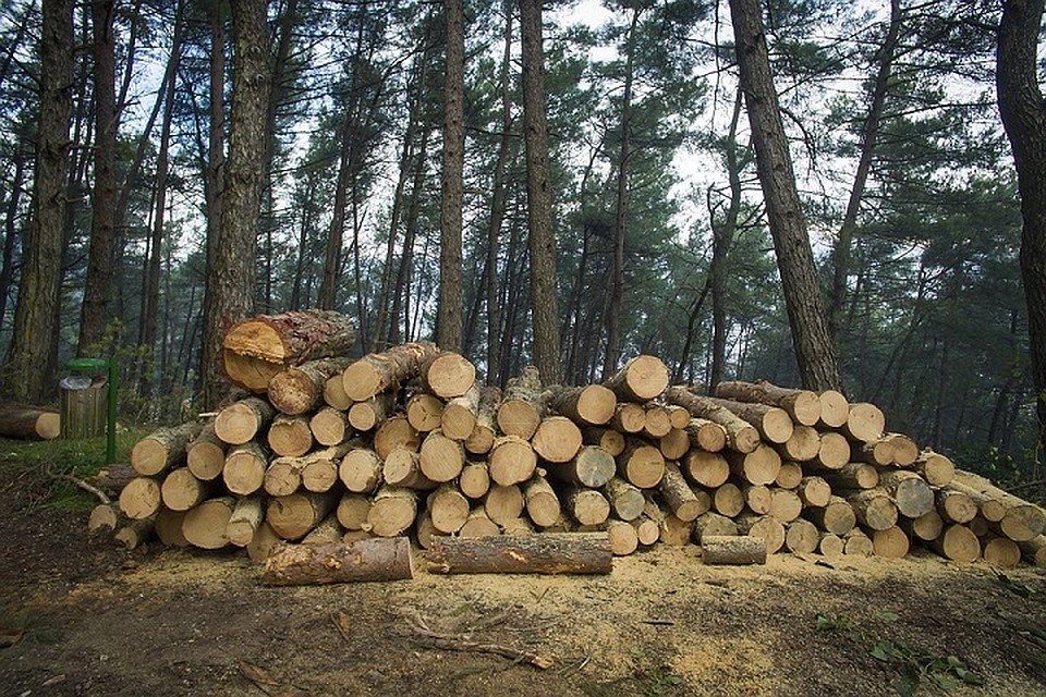 Лес из Югры поставляют в 23 страны мира. Фото с сайта pixabay.com