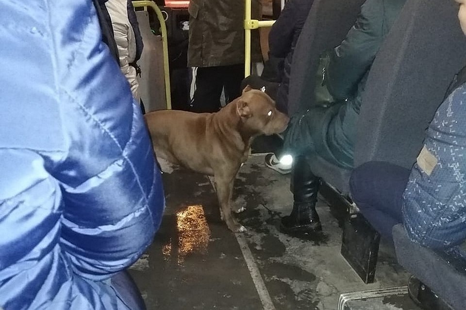 Брошенного на произвол судьбы Бархана заметили неравнодушные горожане в маршрутке. Фото: СОЦСЕТИ