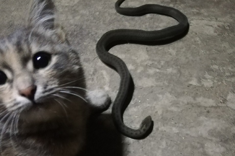 Котенок отчаянно боролся и победил.