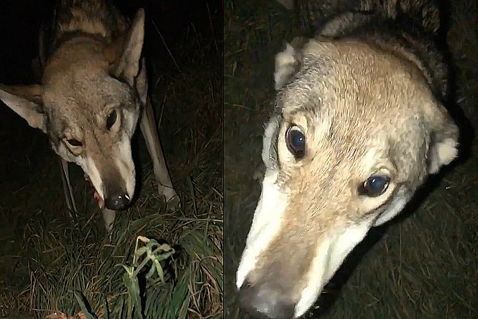 Собака не верила своему счастью, увидев человека