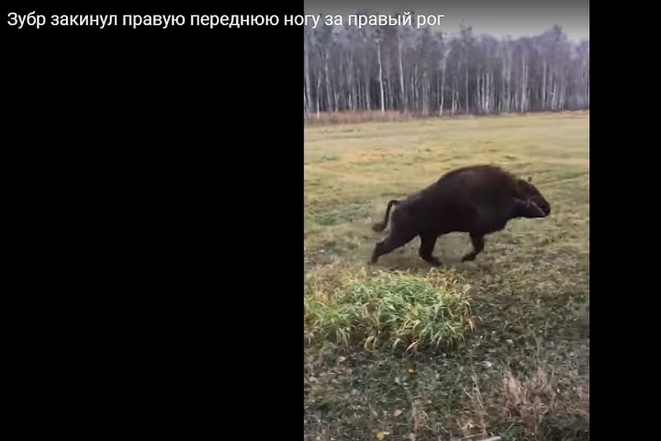 Зубр бежал подкидывая ноги и зацепился копытом за рог. Фото: стоп-кадр.