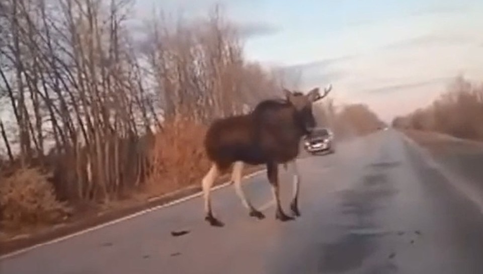 Злой лось наделал шуму на трассе под Тольятти. Фото: соцсети