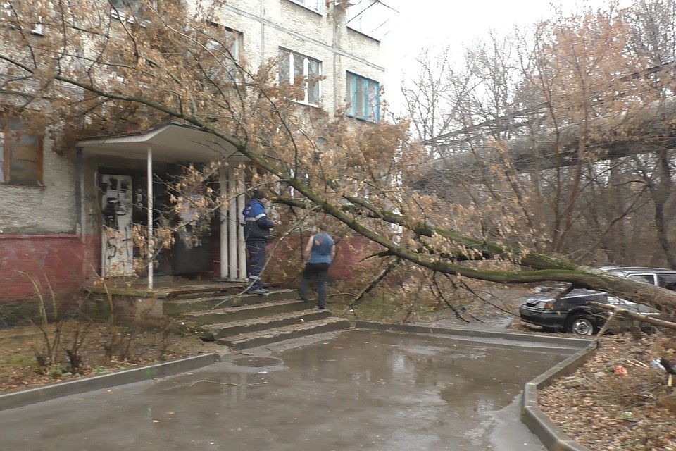 В выходные дерево рухнуло на козырек подъезда дома в Липецке