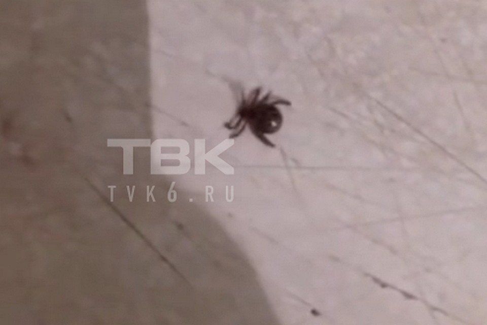 Жительница Красноярска уверяет, что принесла с прогулки клеща. Фото: "ТВК Красноярск"