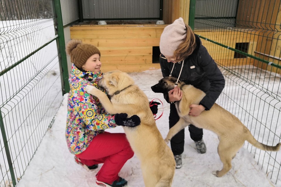 В Салехарде проведут «Пушистый день» Фото: lbt.yanao.ru