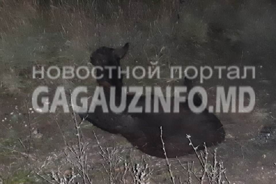 На юге Молдовы легковушка сбила осла