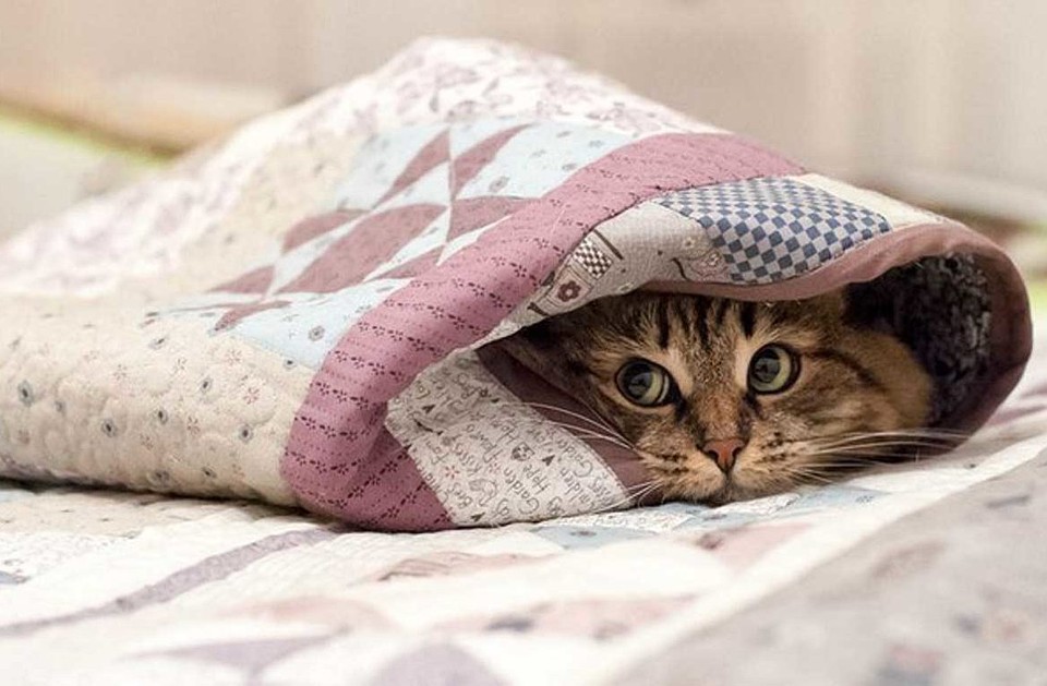 Погода шепчет - сиди дома.