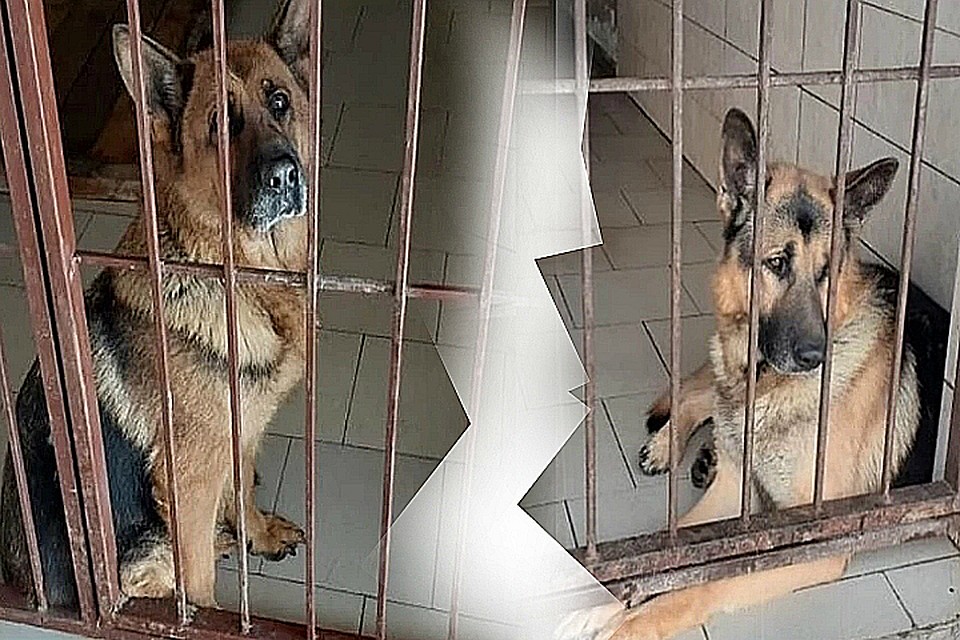 Красавчики нашли дом!