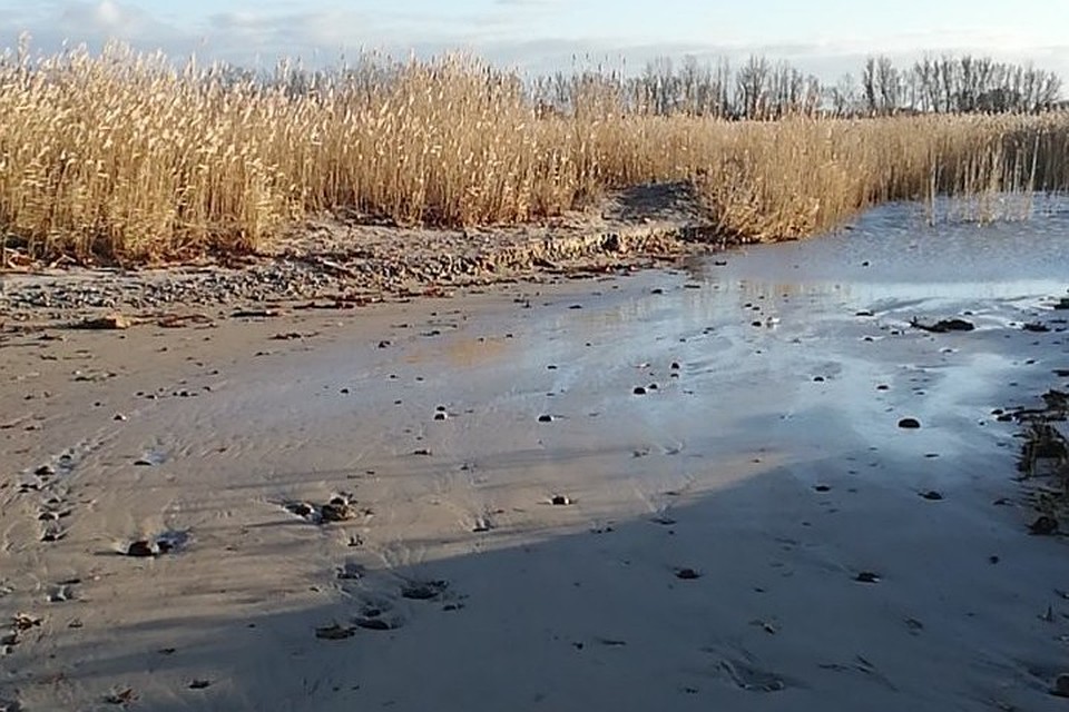 Так выглядит сегодня русло реки Алейки.