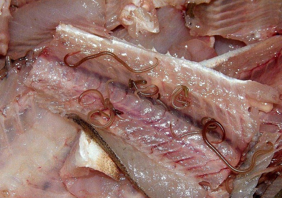 Специалисты утверждают, что рыба с червячками безвредна