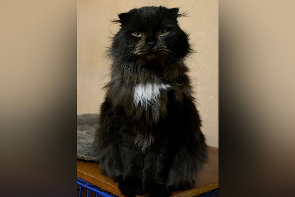 Кот Сава ищет себе хозяина без животных.
