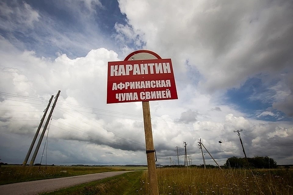 В Кошкинском районе на 1,5 месяца ввели карантин из-за африканской чумы свиней