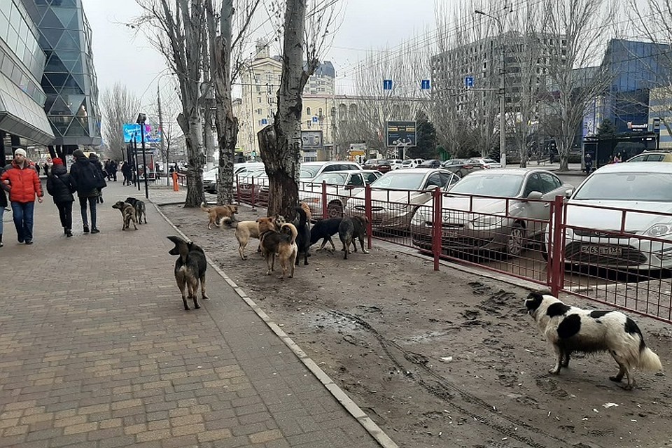 Одну стаю забрали, но на ее месте тут же появилась другая.