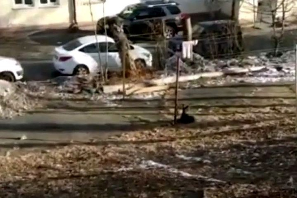 Привязанное животное оставляют на улице. Фото: print screen видео