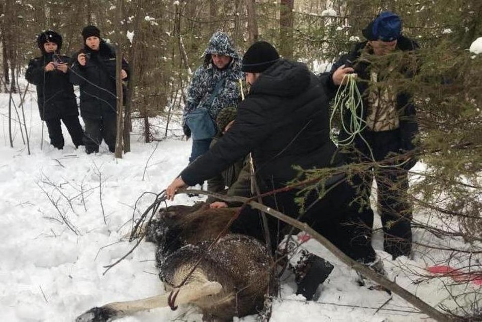 Спецоперация по спасению из капкана молодой лосихи завершилась удачно. Животное не пострадало. Фото: министерство экологии Челябинской области.