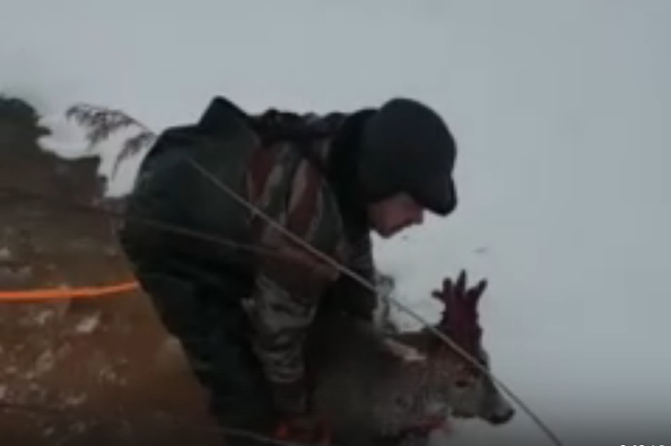 В Ленобласти охотник спас косулю от стаи бездомных собак
