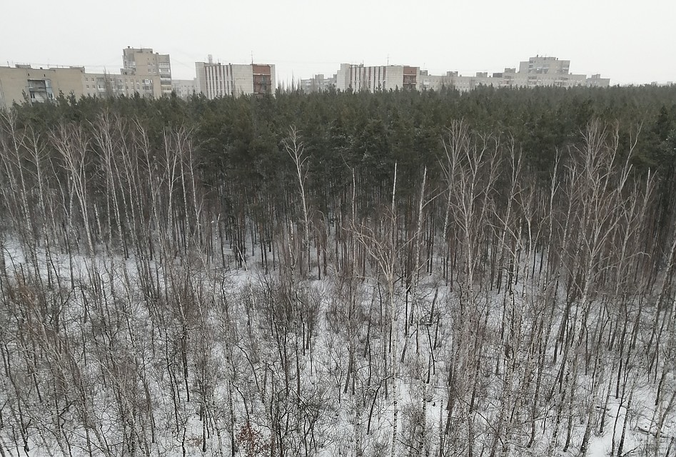 Лес редеет из года в год, уверены горожане