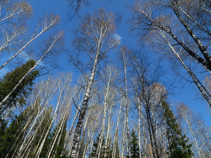 Леса Алтайского края. Фото: Дмитрий Борецкий