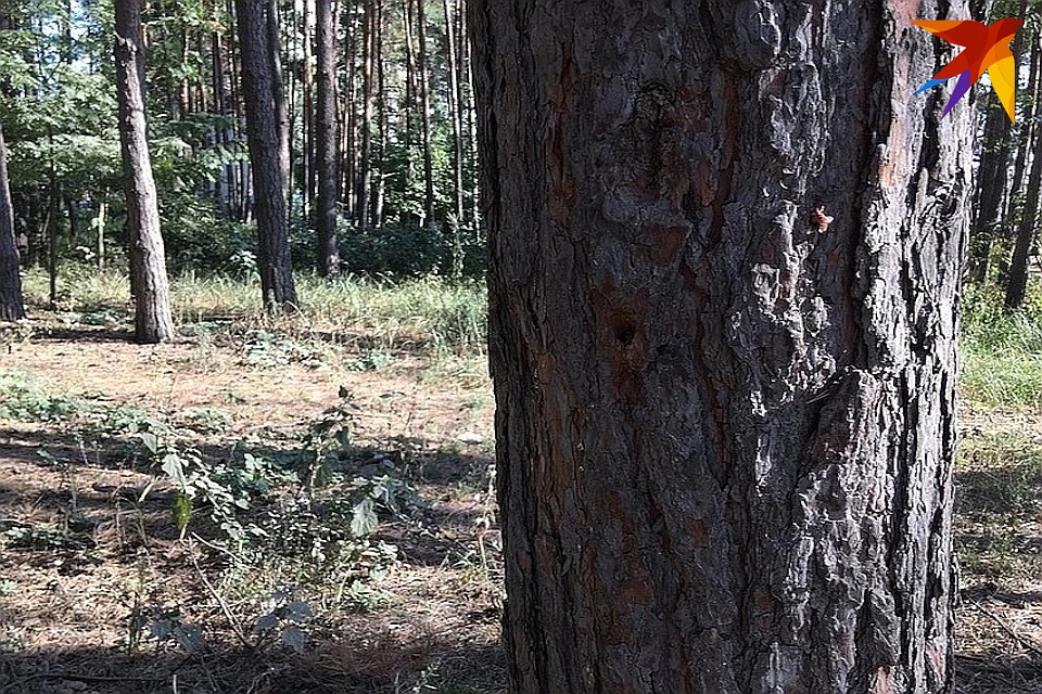 В Центрально-Лесном государственном биосферном заповеднике воздух чист!