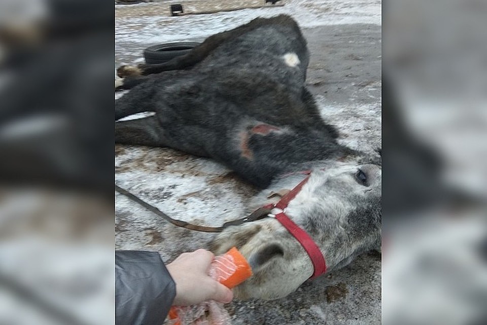 Уголовное дело возбуждено в отношении владельцев концлагеря для лошадей в Дзержинске.
