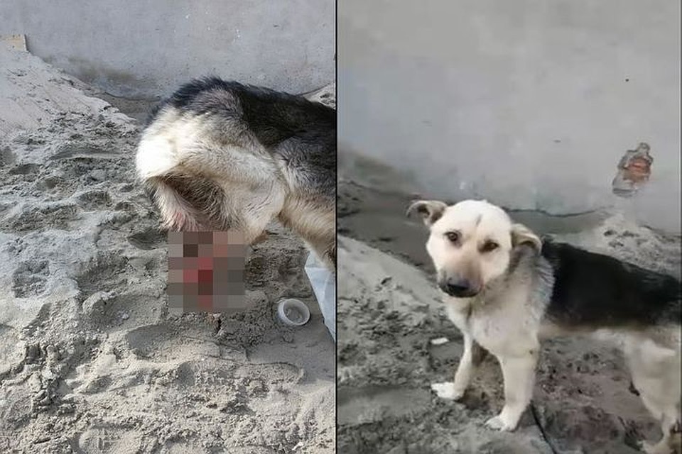 Новосибирские волонтеры помогают собаке, у которой почти полностью нет задней лапы. Фото: "Кошкино Лукошко"