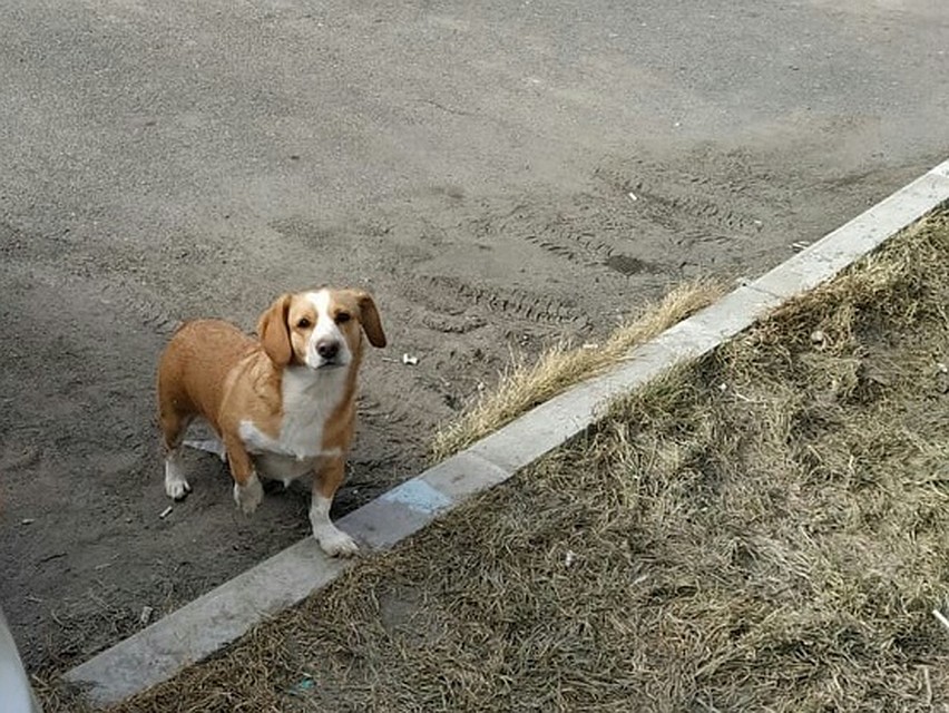 В Красноярске выкидывают кошек и собак из-за боязни коронавируса. Фото: Солнечный. Помощь животным.