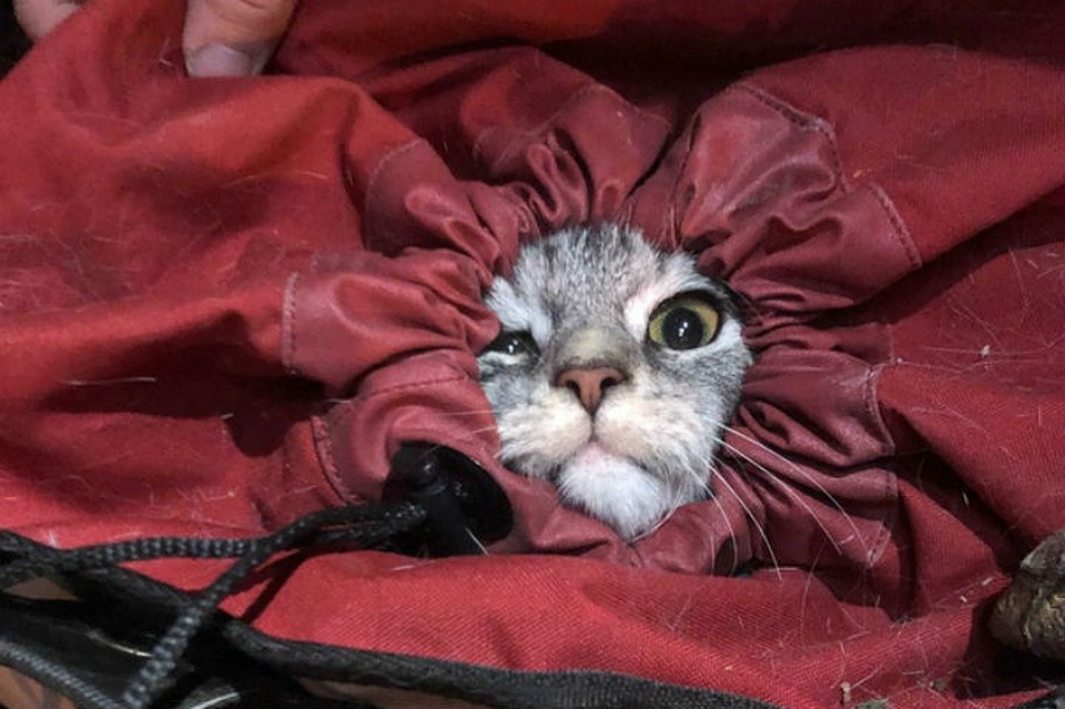 Четырех котов и павлина спасли в Петербурге / Фото: Кошкиспас
