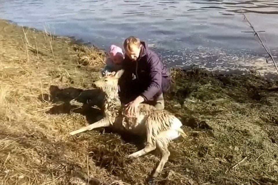 Спасение беременной косули Фото: стопкадр с видео