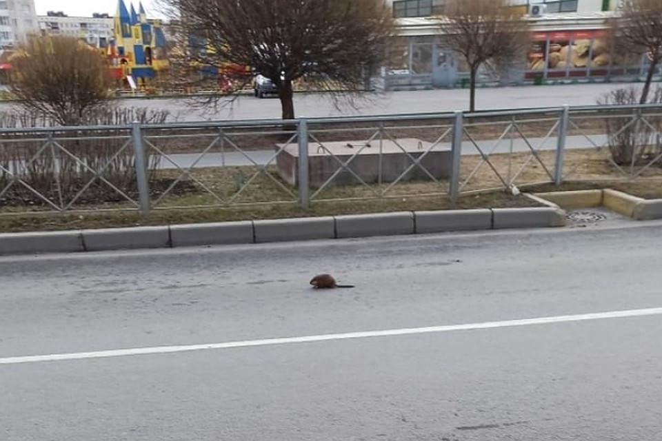 В Колпино спасли ондатру со сломанной челюстью. Фото: vk.com/kolpino
