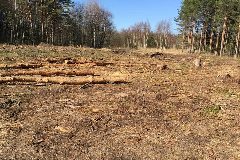 Около гектара корабельных сосен вырубили в заповеднике Ленобласти / Фото: «Гражданский патруль»