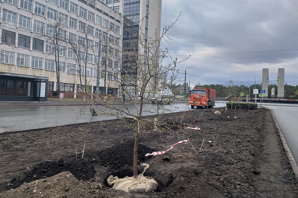 На разделительной полосе проспекта Ленина появились рослые саженцы.
