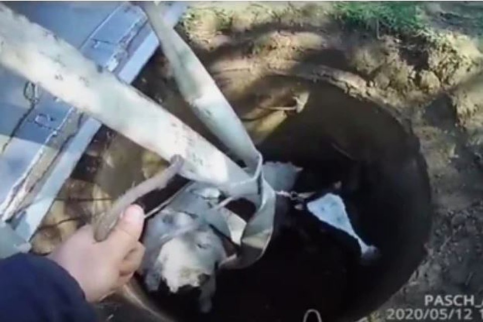 Корова не пострадала