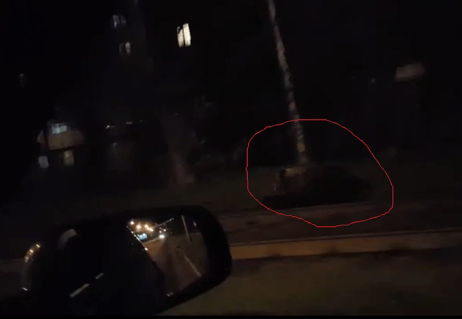 В Ярославле медведь напал на человека. Скриншот с видео Владимир Назарова группа "Жесть Ярославль" ВКонтакте