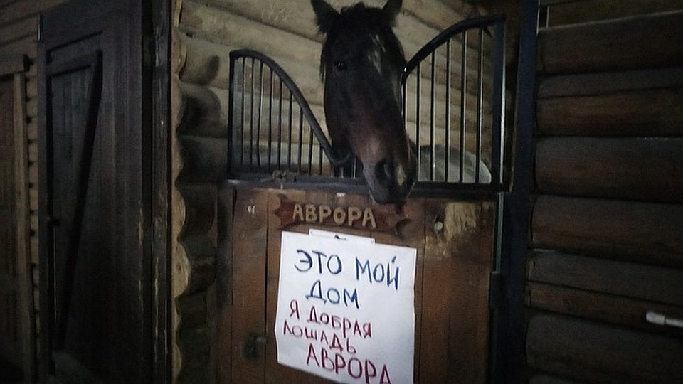 Лошади останутся в конюшнях - победил здравы смысл.