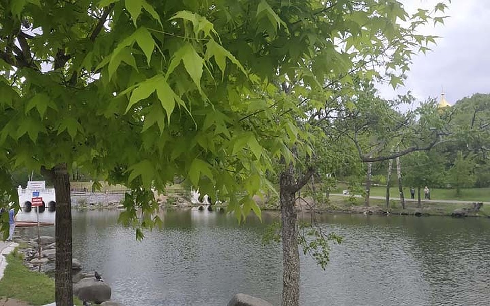 Встретиться с клещом можно и в городе