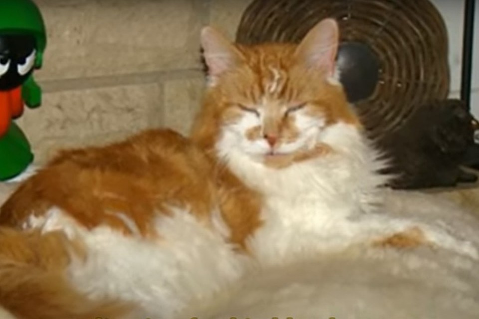 В Британии умер самый старый кот