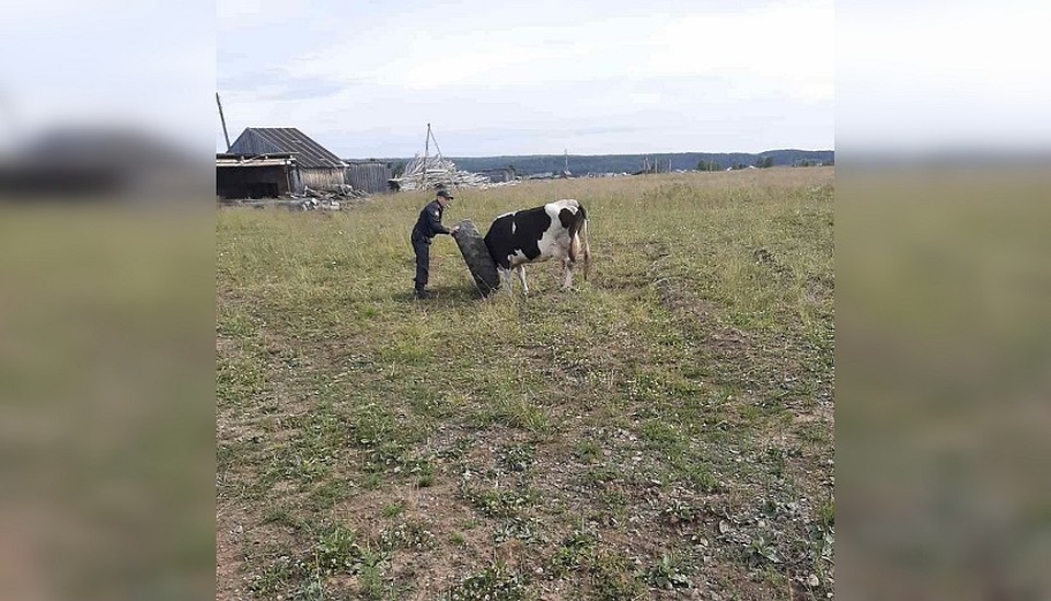 Судебные приставы спасли корову от смерти. Фото: УФССП России по Пермскому краю.
