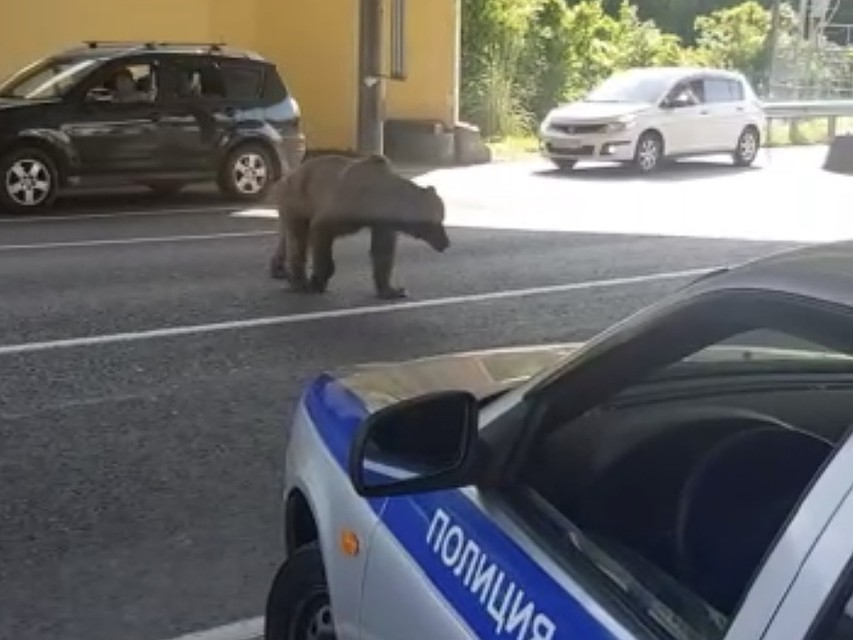 В Сочи вышедший на трассу медведь напугал гаишников и водителей. Фото: t.me/livesochi