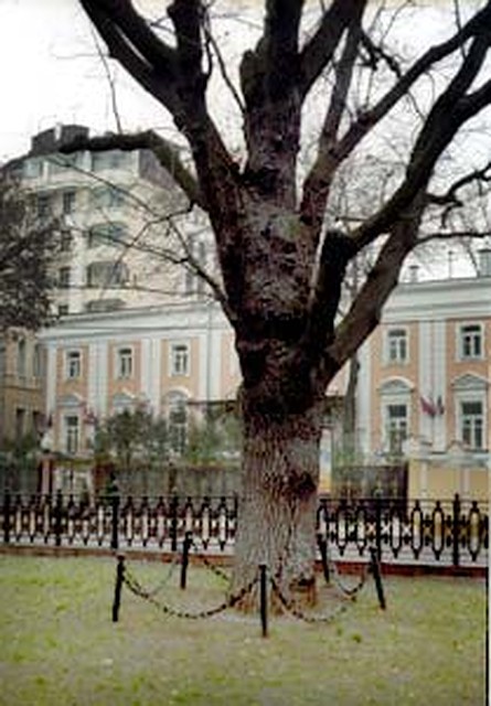 Тот самый 250-летний дуб на Тверском.